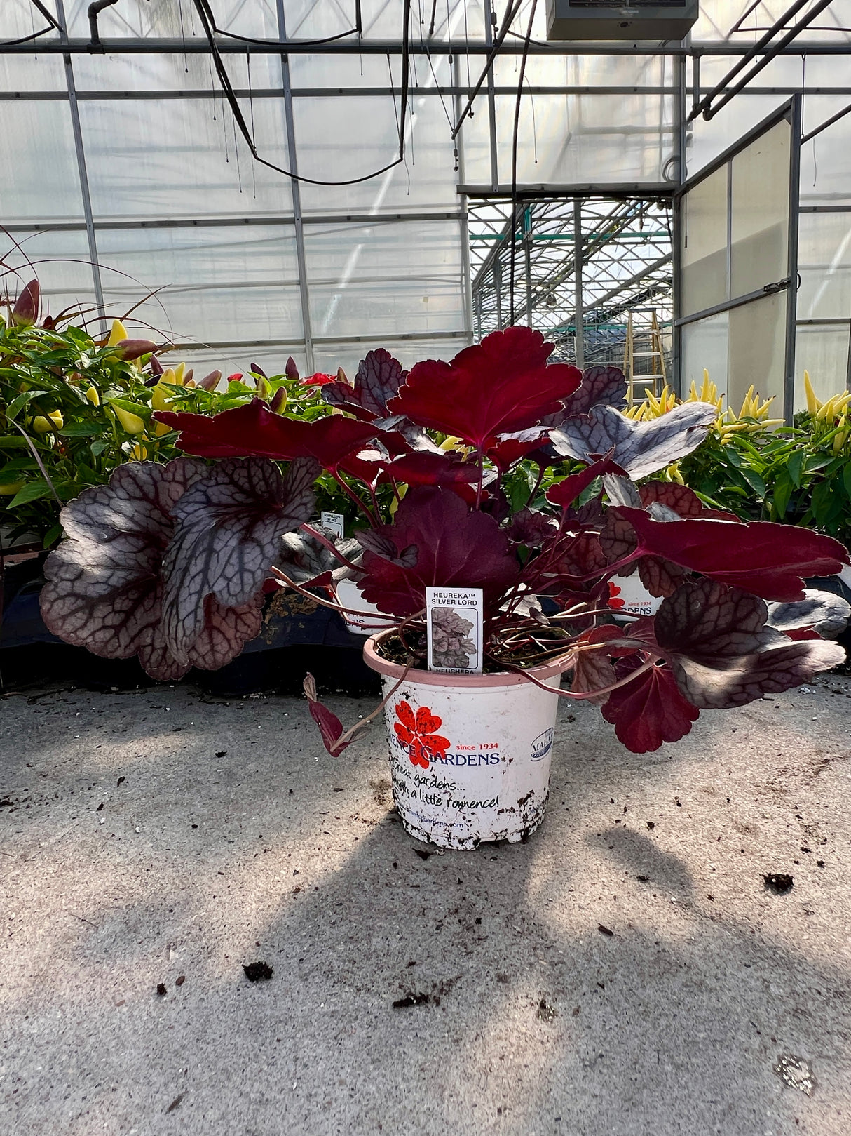 Potted plant with red and purple leaves in a greenhouse setting