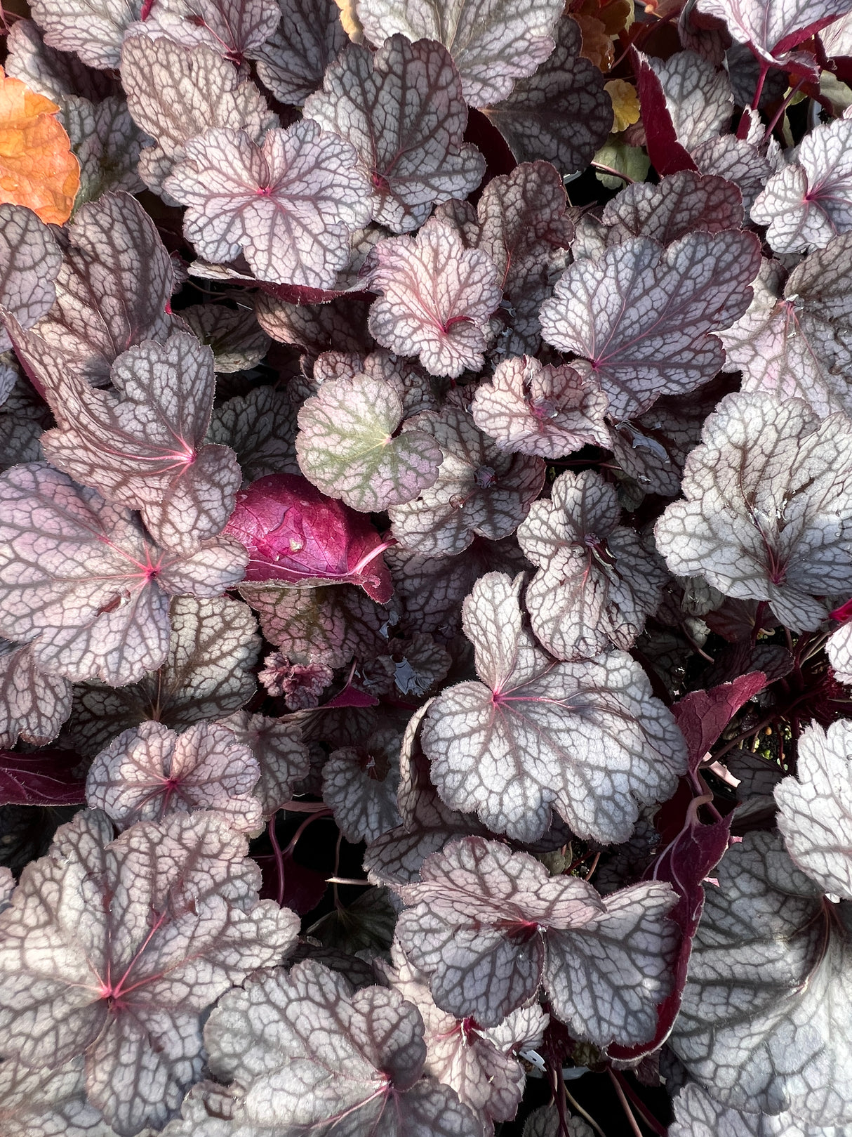 Close-up of silver lord heuchera leaves with purple and white patterns.