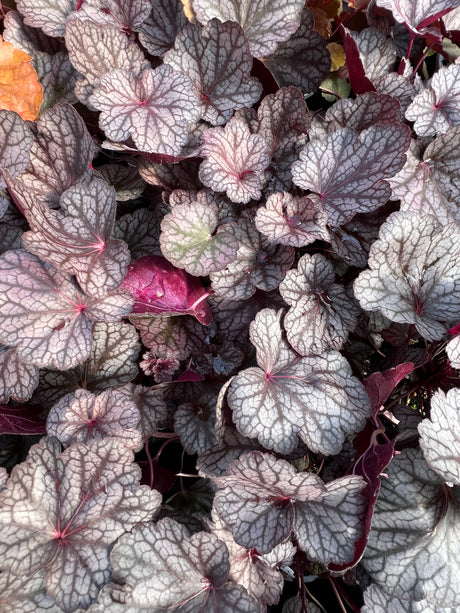 Close-up of silver lord heuchera leaves with purple and white patterns.