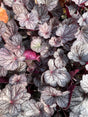 Close-up of silver lord heuchera leaves with purple and white patterns.