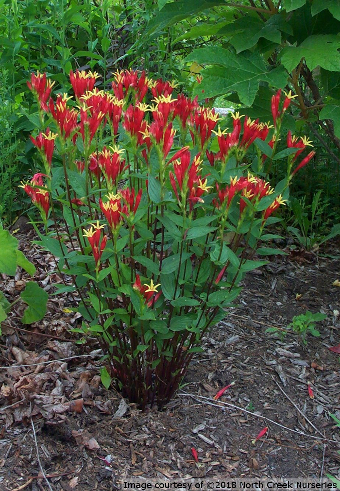Spigelia marilandica