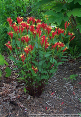 Spigelia marilandica