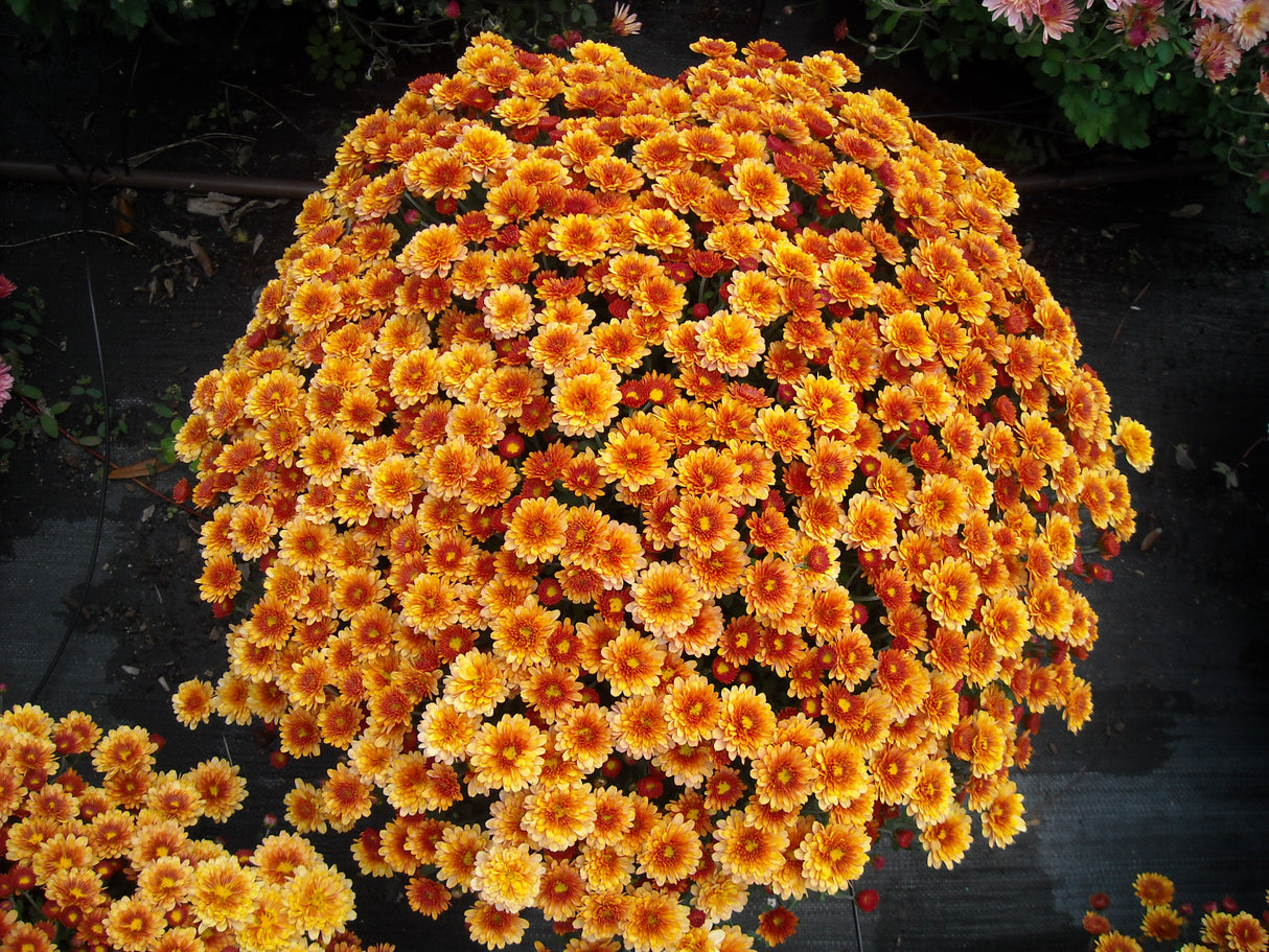 Chrysanthemum 'Belgian Mums© Staviski Orange'