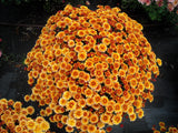 Chrysanthemum 'Belgian Mums© Staviski Orange'