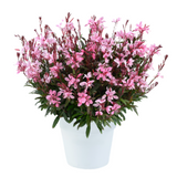 Gaura Lindheimeri  Steffi™ 'Blush Pink'