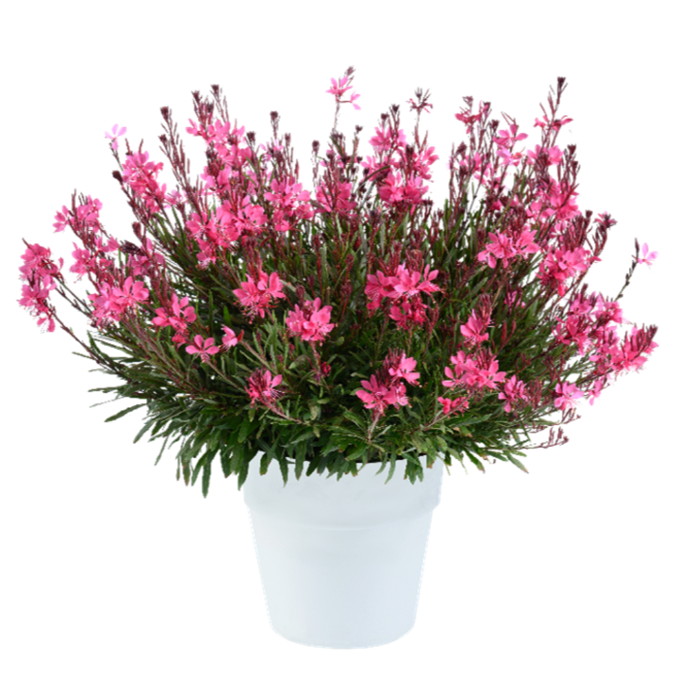 Gaura Lindheimeri Steffi™ 'Dark Rose'