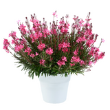 Gaura Lindheimeri Steffi™ 'Dark Rose'