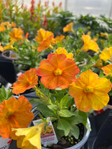 Potted plants with orange and yellow flowers in a greenhouse setting