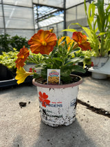 Potted plant with orange and yellow flowers in a greenhouse setting