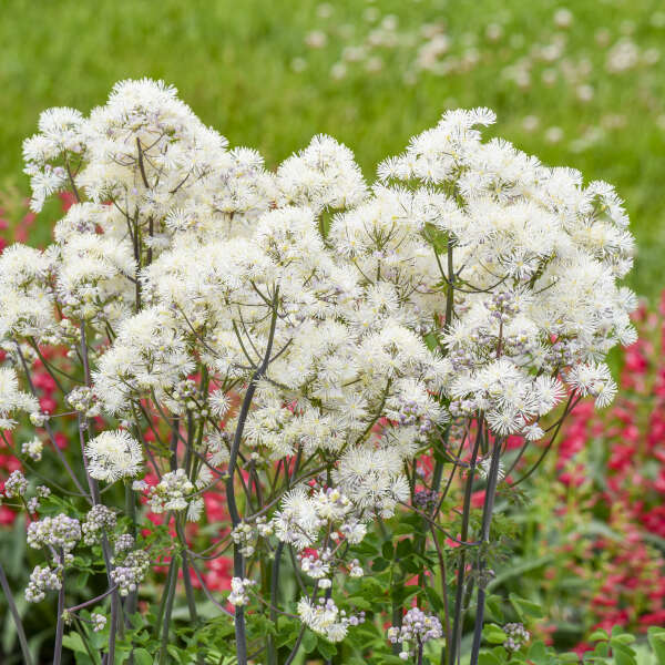 Thalictrum Hybrid 'Cotton Ball'