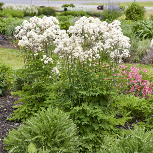Thalictrum Hybrid 'Cotton Ball'