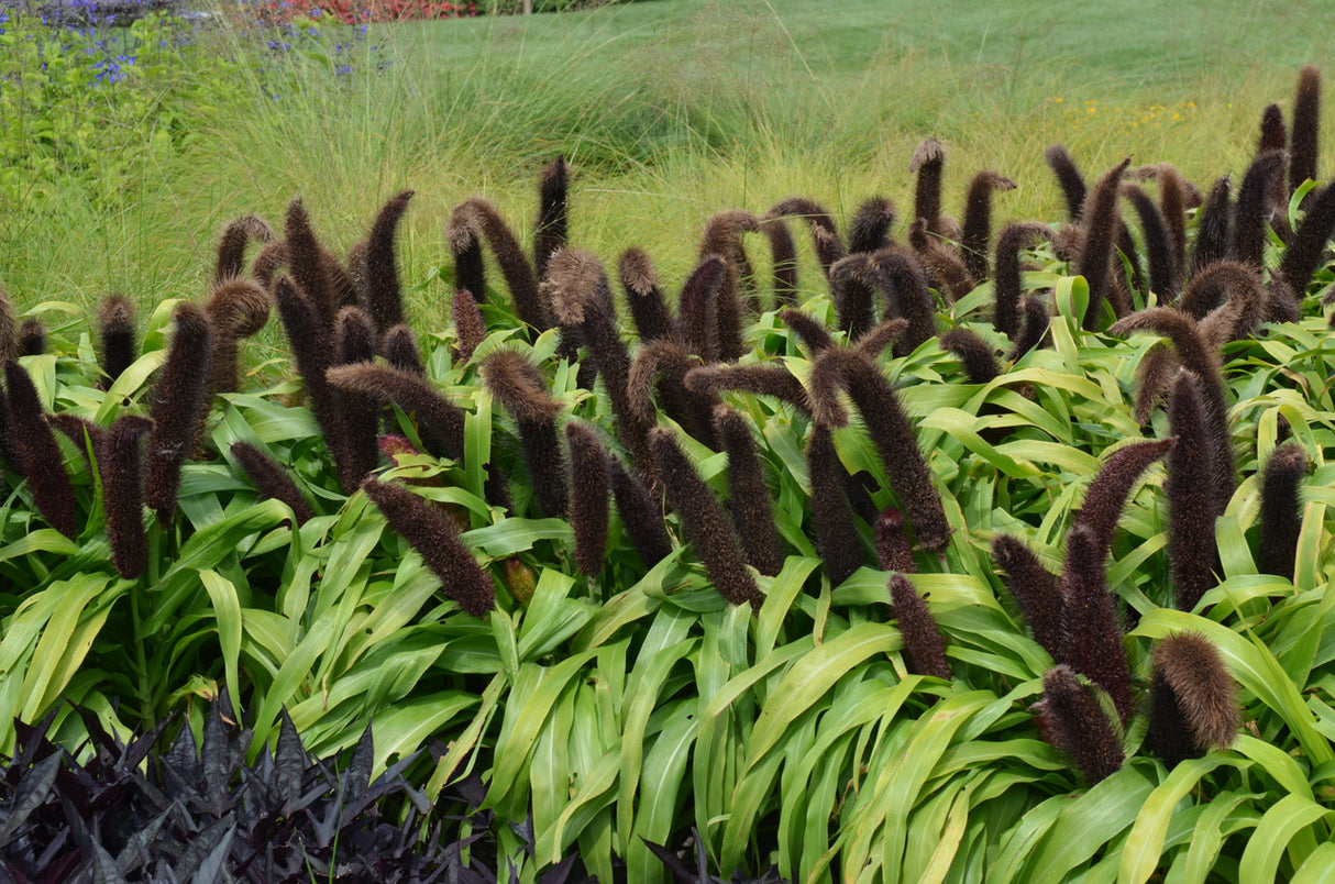 Ornamental Millet 'Jade Princess'