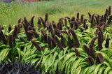 Ornamental Millet 'Jade Princess'