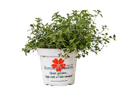 Thyme - Mother of Thyme