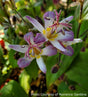 Tricyrtis hirta 'Tojen'