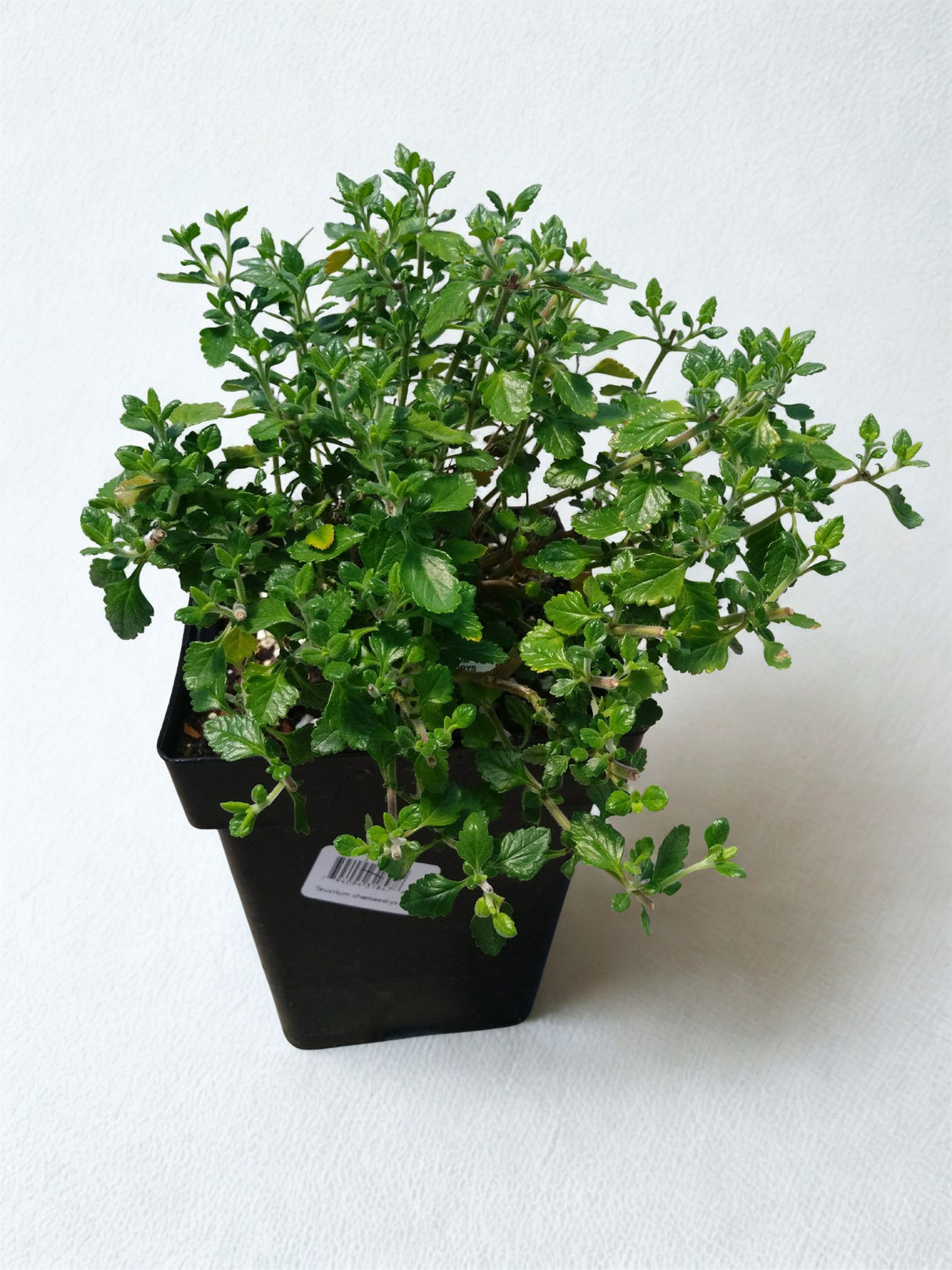 Teucrium chamaedrys