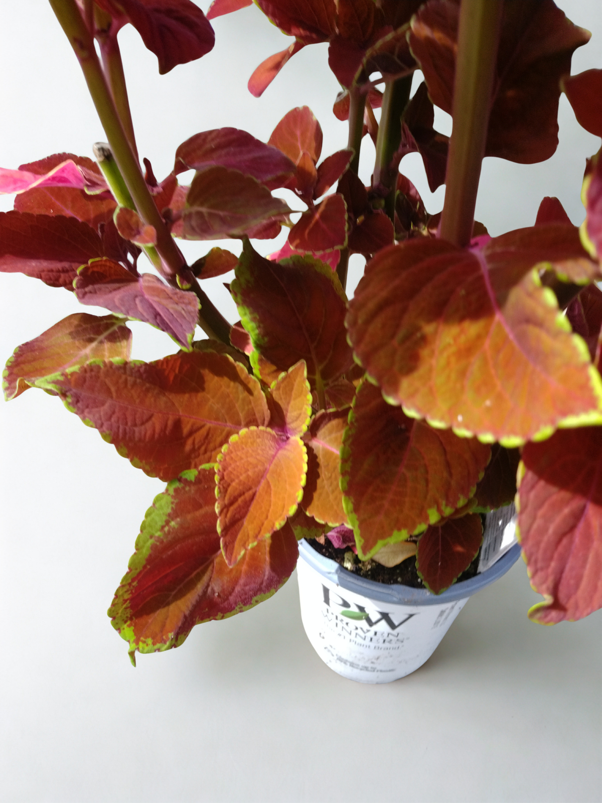 Coleus Solenostemon scutellariodes 'Colorblaze® Sedona Sunset®'