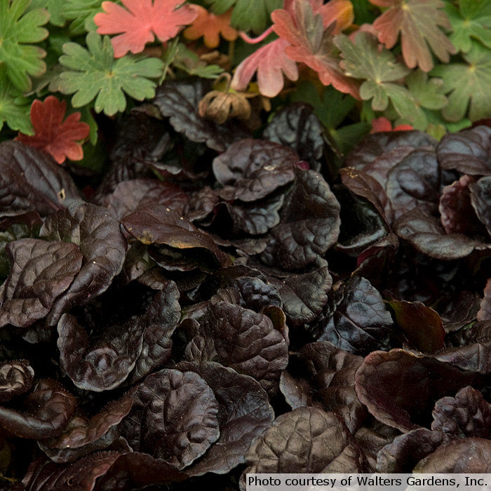 Ajuga reptans 'Black Scallop'