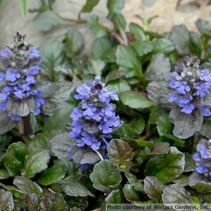 Ajuga reptans 'Black Scallop'