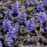 Ajuga reptans 'Black Scallop'