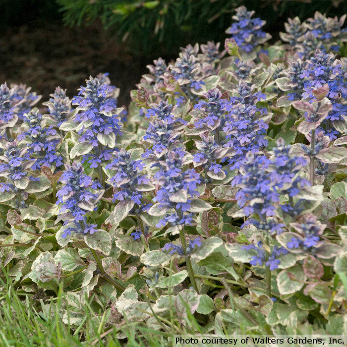 Ajuga reptans 'Burgundy Glow'