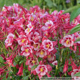 Aquilegia Songbird 'Cardinal'