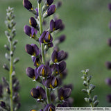 Close-up of purple flowers with a blurred green background