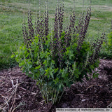 Baptisia Decadence 'Dark Chocolate'