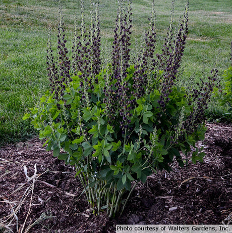 Baptisia Decadence 'Dark Chocolate'