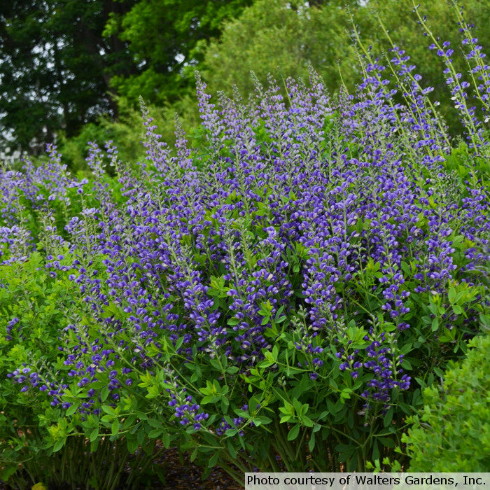 Proven Selections Baptisia Decadence - Thumbnail 2