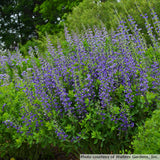 Baptisia Decadence 'Blueberry Sundae'