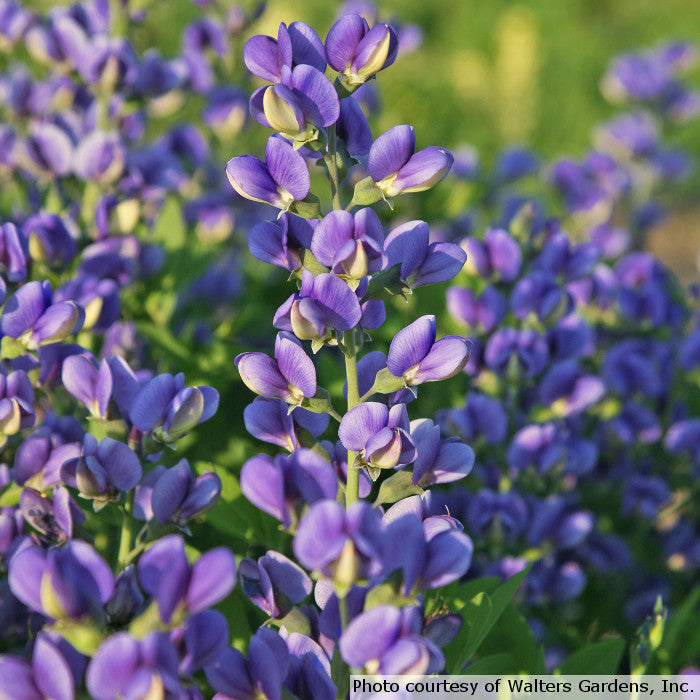 Baptisia Decadence 'Blueberry Sundae'