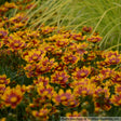 Coreopsis LI'L BANG Series 'Daybreak'