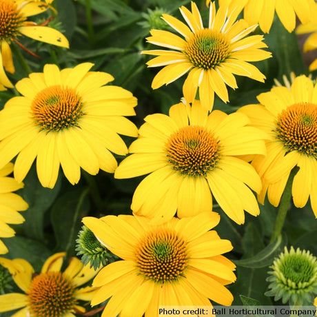 Echinacea Sombrero Series 'Lemon Yellow Improved'