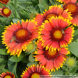 Gaillardia aristata 'Arizona Sun'