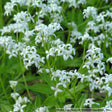 Galium odoratum