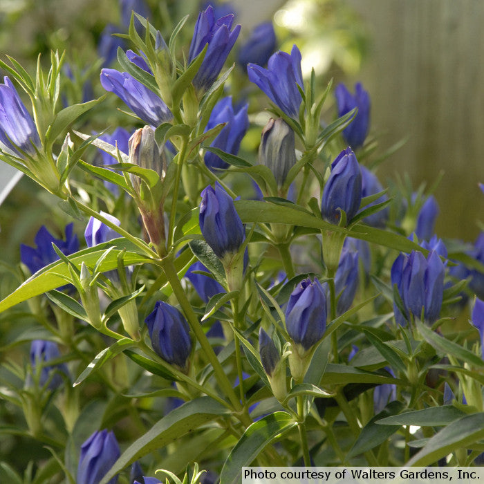 Gentiana 'True Blue'