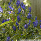 Gentiana 'True Blue'