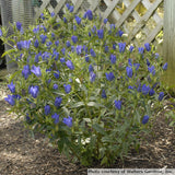 Gentiana 'True Blue'