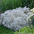 Gypsophila 'Summer Sparkles'