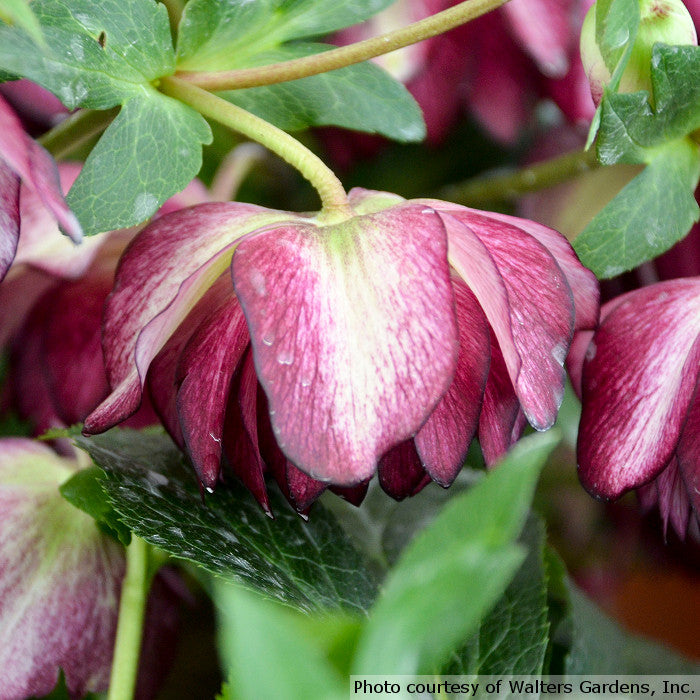 Romence Gardens Helleborus Wedding Party - Thumbnail 2