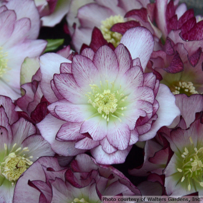 Romence Gardens Helleborus Wedding Party