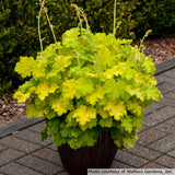 Heuchera 'Lemon Love'