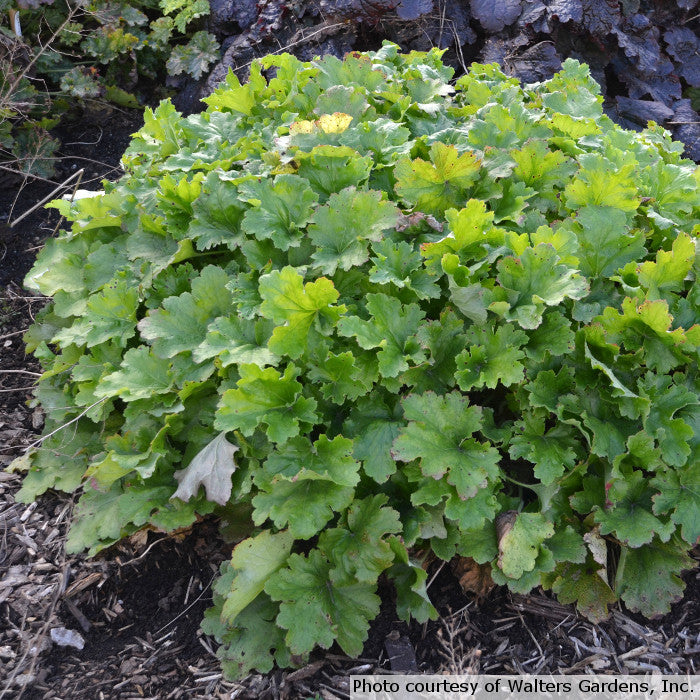 Heuchera 'Lemon Love'