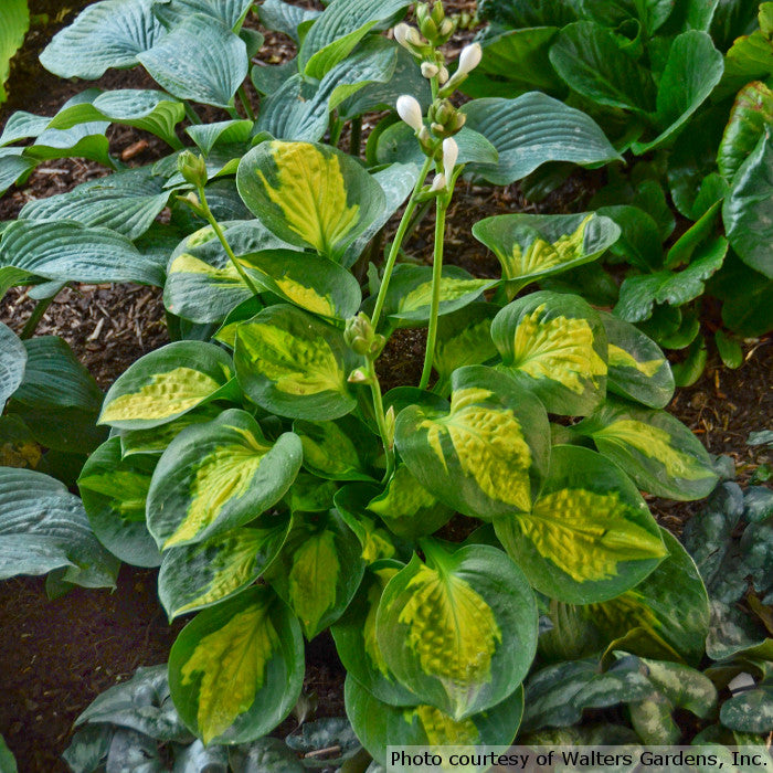 Hosta 'Pocketful of Sunshine'