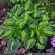 Hosta 'Pocketful of Sunshine'