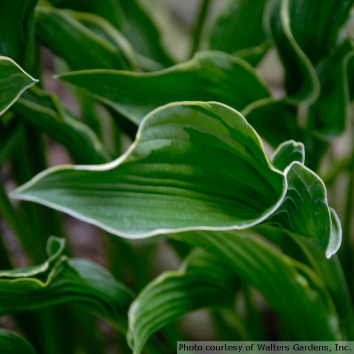 Hosta 'Praying Hands'