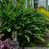 Hosta 'Praying Hands'