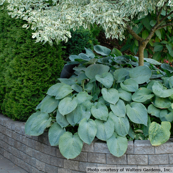 Hosta sieboldiana 'Elegans'