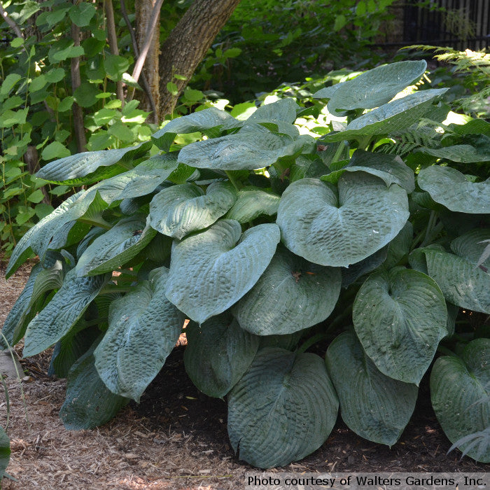 Hosta sieboldiana 'Elegans'